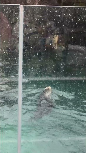 Vancouver aquarium oct 30 th 2024 sea otters video