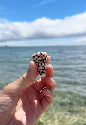 The marbled cone shell is one of my favorites to find here on the island, they are venomous if found alive #shell #shells #shelling #ocean #beach #beachvibes #beachday