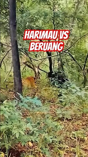 harimau vs beruang #animals #hewanbesar #wildlife #satwaunik #hewan #wildliferescue #satwaliar