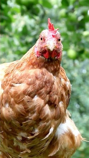 Surprising Facts About Chickens 🐔 #farmanimals