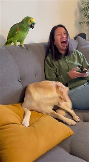 Parrot Throws Lizard at Sleeping Dog – What Happens Next Is Hilarious! 😂🐶🦜