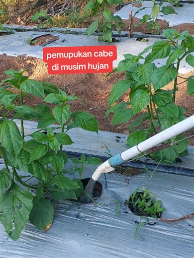 Pemupukan Cabe di Musim Hujan: Tips dan Metode