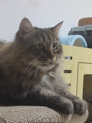 Kucing Lela Masuk 2026: Sarip Jadi Pelupa?