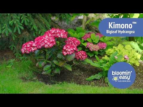 Meet Kimono™ Reblooming Hydrangea by Bloomin’ Easy®