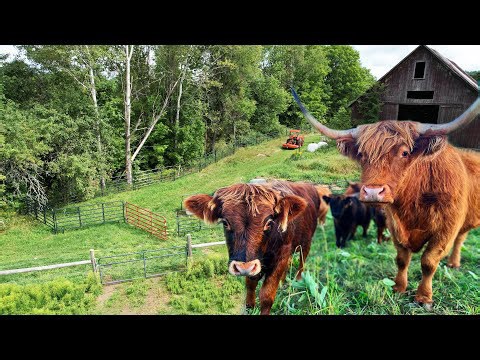 Providing a new home for my cattle during winter season