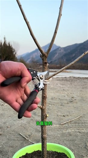 Chestnut tree pruning method