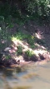52K views · 331 reactions | Ever seen an echidna swim? Our Wollongong volunteers have, all while planting trees at Minnamurra River! Echidnas are actually good swimmers, paddling about with only their snout showing as a snorkel. They have also been seen to swim through the ocean grooming themselves along the way. | Conservation Volunteers Australia | Facebook
