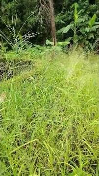 Brid sound morning farm4 September 2025