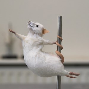 Magic Mice | 60 Second Docs