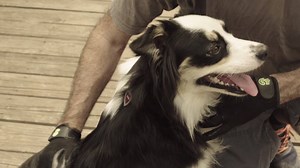 Your pet will fall in love with HandsOn Gloves! Our revolutionary, all-in-one grooming tool is perfect for all sizes and hair types. Check them out: http://bit.ly/GetHandsOnGloves | HandsOn Gloves