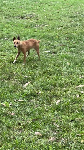 7.1K views · 87 reactions | Our little min pin mix is looking for a loving home. She was surrendered by a local family that were unable to take care of her anymore due to financial reasons. At roughly 5 years of age, this little girl is super small, sweet and gentle. Please WhatsApp message Michelle on 0833953011 if you are interested in adopting. Adoption rules apply. Roodepoort, Johannesburg | CLAW (Community Led Animal Welfare) | Facebook