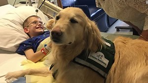 Casper has spent his life helping others and spreading happiness. But now this therapy dog needs therapy himself http://cnn.it/2kmijyA | CNN International