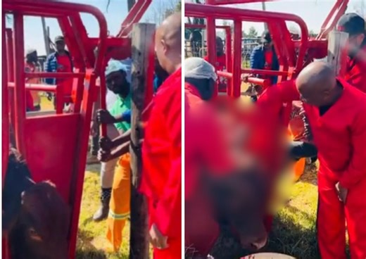 NPA won't prosecute Malema over 'cruel' cattle slaughter video