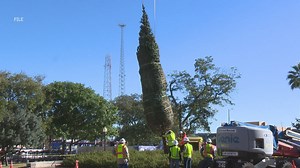 H-E-B Christmas tree set toa rrive in Travis Park Tuesday morning