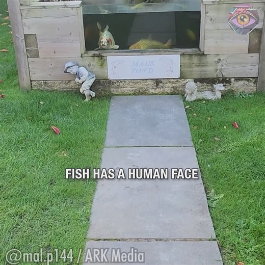 346K views · 339 reactions | When you realize your pet fish has a better face than you! | HomeChic | Facebook