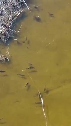 259K views · 1.1K reactions | The drag and drop….No one really knows how far a fly has to be in front of a carp face before it eats, but this technique will increase your success dramatically. Visit our story to learn more from @Ryan Mock. #CarpeDiem #FishItWell #SimmsFishing : @Ryan Mock #FlyFishing #Carp #Highwater #FlatsFishing #SightFishing #Visual #CommonCarp #Slurp #BackyardFishing #MuddyWater | Simms Fishing Products | Facebook