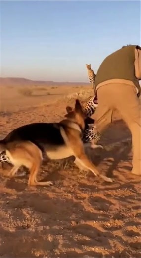 Leopard Attacks Man – Real Desert Survival Caught on Camera 🔥🐾