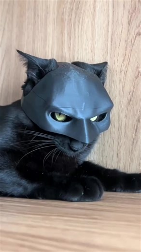 معلومات مهمة عن القطط السوداء في عالم القطط Informations importantes sur les chats noirs dans le monde félin #قطط_سوداء_جميلة #تبني_القطط_السوداء #معلومات_عن_القطط #محبي_القطط_هواية_تجمعنا #chatsnoirs #explore #pourtoi @TikTok