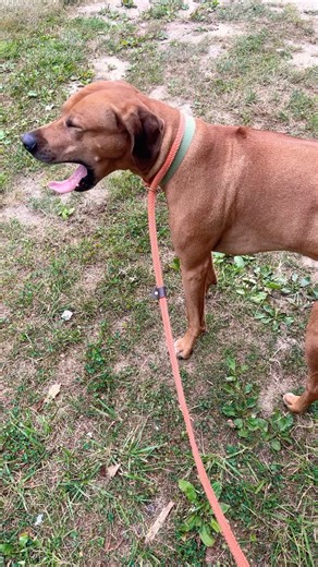 George, the Rhodesian Ridgeback finishing his daily walk