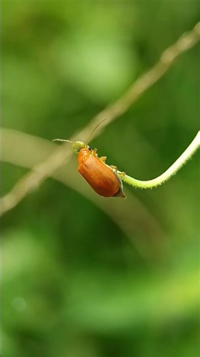 Amazing Orange Beetle Macro.Insect Close-Up Nature Video 4K#ladybug #macro #shorts #closeup #insects