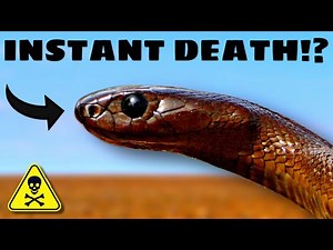 I Found Australia's MOST VENOMOUS SNAKE To PROVE THIS!
