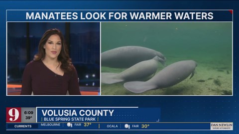 Cold snap sends manatees pouring into Blue Spring State Park