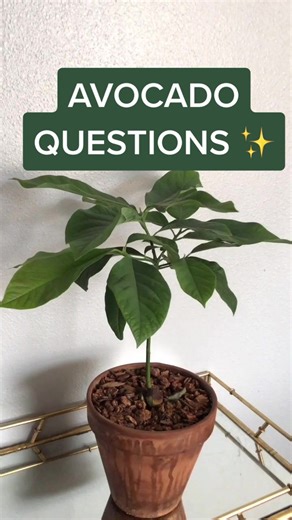 How to Plant Avocado in a Bottle of Water: Complete Guide