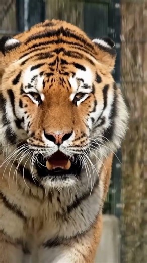 Amazing Animal Transformations #animals #transformation #animalshorts #animalgrowth #widlife