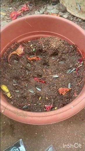 Best Soil Mix for Sunflower Seeds 🌻 | 100% Fast Germination Secret | Easy Gardening for Beginners