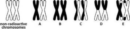 A pair of non-radioactive, homologous chromosomes replicates once in the presence of radioactive DNA precursors. Assuming that new DNA will incorporate these precursors, which parts of the chromosomes will now contain radioactive atoms? The radioactivity  | Homework.Study.com