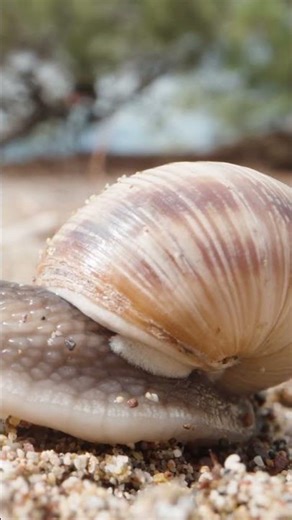 🐌Snails really said: power-saving mode 🐌😴 #nature #animals #facts