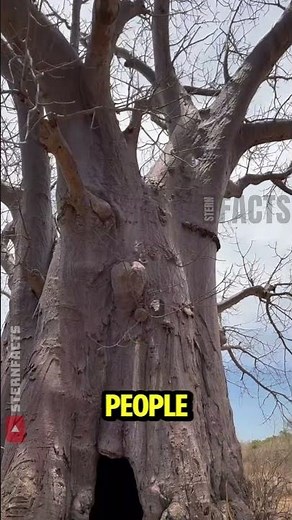 Why People Used to Live Inside This Giant Tree 🌳