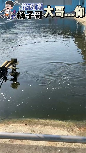 金錩大哥你跑錯棚了,加州咧 ？😊(大師作釣，桶子哥拍攝) #加州鱸 #大湖海釣場