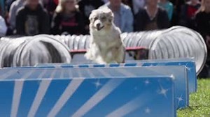 You've probably never seen the SuperDogs perform outdoors before... This is your chance at the PNE Drive-Thru Fair Experience: August 22-30. Details and tickets at https://pne.ca/fair2020 | PNE/Playland