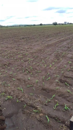 DIY Planting with Baldan Planter and New Holland Tractor