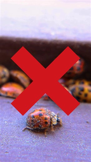 Ladybugs! Cute, right? When they appear inside by the dozens? Not so cute.  Ladybugs naturally cluster in protected spaces during fall and winter. Cracks around windows, door frames, and attic vents become their entry points, causing your home to become their Airbnb for the winter. 略 #ScientificallyAdvancedPestControl #SAPCAtlanta #PestControlAtlanta #PestControlServicesAtlanta #LadybugInfestation #LadybugInfestationAtlanta | Scientifically Advanced Pest Control | Facebook