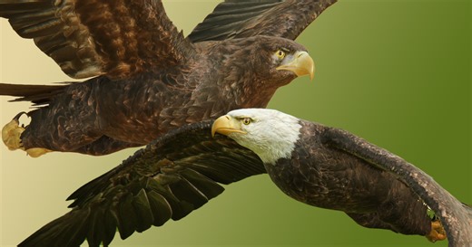 Animated Eagles Pack v3 | Characters | Unity Asset Store