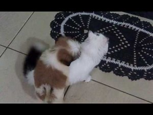 Cachorro e gato cruzando