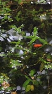Pano maimanage ang tubig ng ceayfish. #crayfish #crayfishfarming #crayfishfarmingphilippines | Crayfish Binangonan RIZAL