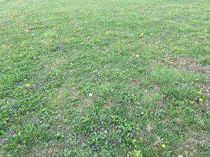 Identifying & Killing the 5 Worst Lawn Weeds in Cincinnati, Dayton, OH, & Northern KY