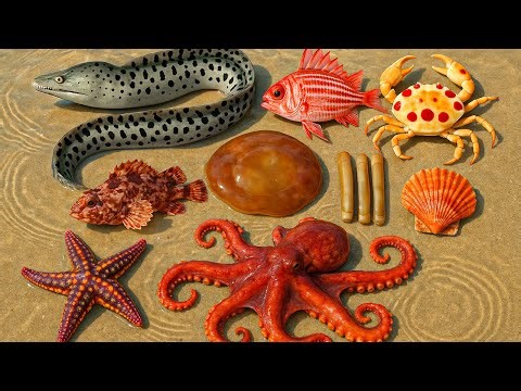 🌊 Ocean foraging | 🐙 Octopus, 🐍 Eel, 🦀 Colorful Crabs, ⭐ Starfish & 🌊 Jellyfish Adventure