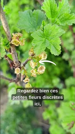 Groseilles 🍇 Premiers fruits au jardin !