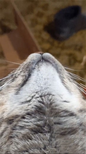 Windows XP error meme