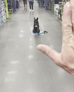 Ripple the 7 month old Akita mix took his 1st trip out this morning. He looks like he has done it 100 times😎#waggthedogtrainer #adoptdontshop🐾 #rescue | Wagg The Dog Trainer