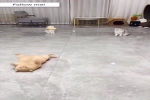witziges Video 'Katzen spielen Ball' - FUNPOT