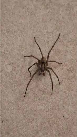 Winkelspinne #spider #arachnida #spinnen #flur #haus #animal #tiervideo