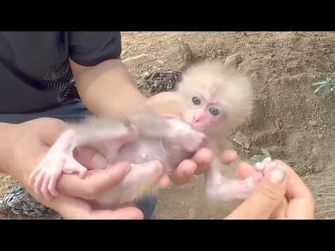 The journey of meeting and adopting the poor baby monkey is truly touching!