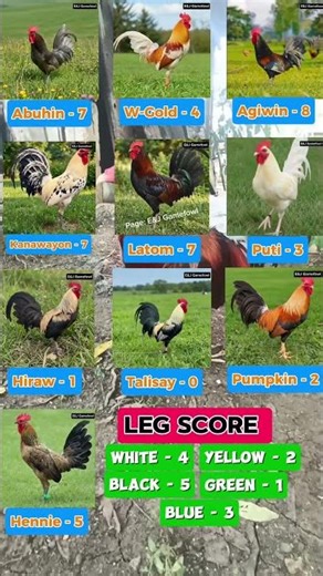 Color Coding March 6 Part 1 #conditioning tips #tipidpatuka #chickentips