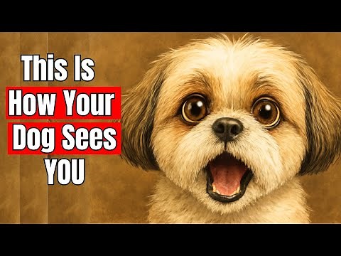 How Dogs Actually See the World Compared to Humans ( Dog Vision Explained )