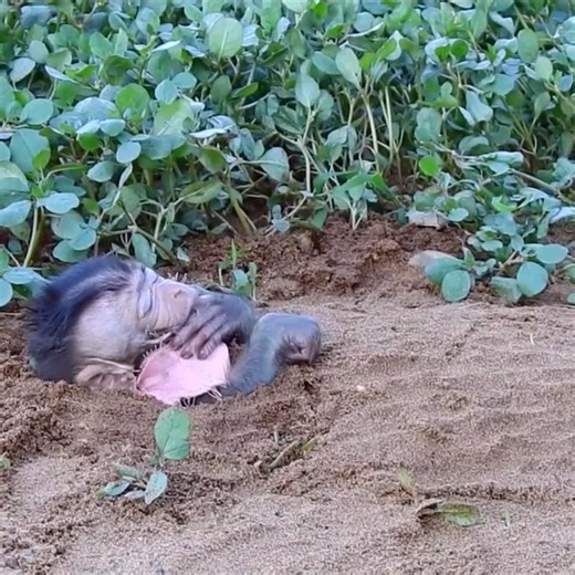 108K views · 1.3K reactions | SweetPea suck finger while sleeping look so adorable | Monkey kaka family | Facebook